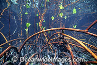 Mangrove roots (Rhizophora stylosa) during high tide. Low Isle, Great Barrier Reef, Queensland, Australia