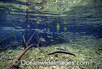 Schooling Anchovy (Engraulis australis) sheltering amongst Mangrove roots (Rhizophora stylosa) during high tide. Low Isle, Great Barrier Reef, Queensland, Australia
