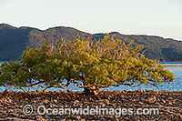 Mangrove tree standing solitary at low tide. Hayman Island, Whitsunday Islands, Queensland, Australia