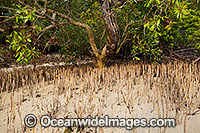 Mangrove - showing exposed roots at low tide. Hook Island, Whitsunday Islands, Queensland, Australia