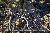 Close detail of exposed Mangrove tree roots at low tide. Hayman Island, Whitsunday Islands, Queensland, Australia