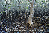 Grey Mangrove forest (Avicennia marina) - at low tide. Gold Coast, Queensland, Australia