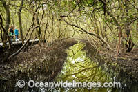Forest of Grey Mangrove (Avicennia marina var australasicum), situated in the tidal zone of Coffs Harbour Creek, Coffs Harbour, New South Wales, Australia.