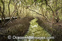 Forest of Grey Mangrove (Avicennia marina var australasicum), situated in the tidal zone of Coffs Harbour Creek, Coffs Harbour, New South Wales, Australia.