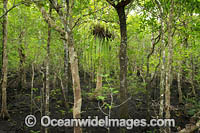 Mangrove Forest, situated on the Marrdja Coastal Boardwalk, Cape Tribulation, Far North Queensland, Australia.