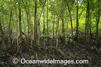 Mangrove Forest, situated on the Marrdja Coastal Boardwalk, Cape Tribulation, Far North Queensland, Australia.