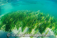 Seagrass (Heterozostera tasmanica). Found in shallow sheltered sea beds on moderately exposed sand in temperate Australian waters. Photo taken in Nelson Bay, New South Wales, Australia