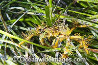 Decorator Crab (Naxia aurita), decorated in sea algae and resting in sea grass. Found throughout temperate Australian waters in shallow reefs and sea grass beds. Photo taken at Edithburgh, York Peninsula, South Australia, Australia.