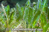 Seagrass (Halophila australis). Found in estuaries and on sheltered reefs from Dongara, WA, to Sydney, NSW, including Tasmania. Photo taken at Edithburgh, York Peninsula, South Australia, Australia.