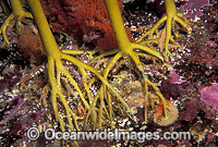 Giant Kelp (Macrocystis pyrifera) showing detail of claw-like Holdfasts attached to rocky substrate. Also known as Strap Kelp. Tasman Peninsula, Tasmania, Australia