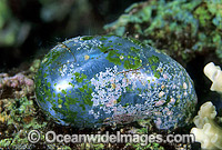 Single-celled Green Algae (Valonia ventricosa). Also known as Sailor's Eyeball. Great Barrier Reef, Queensland, Australia