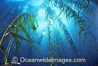 Scuba Diver exploring Giant Kelp (Macrocystis pyrifera) forest. Also known as Strap Kelp. Tasman Peninsula, Tasmania, Australia