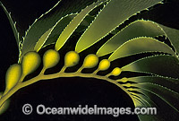 Giant Kelp (Macrocystis pyrifera) showing detail of Gas filled floats and Strap Leaves. Also known as Strap Kelp. Tasman Peninsula, Tasmania, Australia