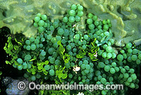 Sea Grapes Algae (Caulerpa racemosa) and Coralline Alga (Halimeda sp.). Great Barrier Reef, Queensland, Australia
