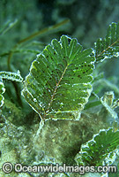 Sea Grass (Halophila spinulosa). Lizard Island, North Queensland, Australia