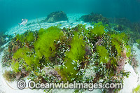 Banded Sweep (Scorpis aequipinnis), amongst Sea Lettuce (Ulva australis) and a variety of other sea alga. Photo taken at Hopkins Island, off Eyre Peninsula, South Australia, Australia.