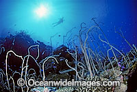 Whip Corals (Junceella sp.). Great Barrier Reef, Queensland, Australia