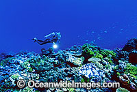 Scuba Diver exploring Coral reef. Great Barrier Reef, Queensland, Australia