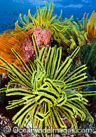 Colourful tropical reef scene, showing a coral reef decorated in Crinoid Feater Stars (Oxycomanthus bennetti). A typical reef scene found through Indo Pacific, including Great Barrier Reef.