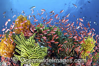 Colourful tropical reef scene, showing schooling Orange Fairy Basslets (Pseudanthias cf cheirospilos), feeding on plankton drifting through reef with crinoid feather stars. Typical reef scene found throughout Indo Pacific, including Great Barrier Reef.