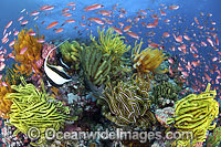 Colourful tropical reef scene, showing a Moorish Idol and schooling Orange Fairy Basslets (Pseudanthias cf cheirospilos), feeding on plankton drifting on reef with crinoid feather stars. Reef scene throughout Indo Pacific, including Great Barrier Reef.