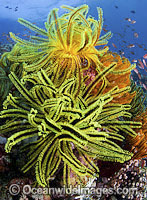 Colourful tropical reef scene, showing a coral reef decorated in Crinoid Feather Stars (Oxycomanthus bennetti). A typical reef scene found through Indo Pacific, including Great Barrier Reef.