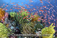 Colourful tropical reef scene, showing schooling Orange Fairy Basslets (Pseudanthias cf cheirospilos), feeding on plankton drifting through reef with crinoid feather stars. Typical reef scene found throughout Indo Pacific, including the Great Barrier Reef