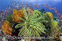 Colourful tropical reef scene, showing schooling Orange Fairy Basslets (Pseudanthias cf cheirospilos), feeding on plankton drifting through reef with crinoid feather stars. Typical reef scene found in Indo Pacific, including the Great Barrier Reef.