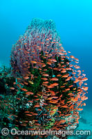 Colourful tropical reef scene, showing schooling Orange Fairy Basslets (Pseudanthias cf cheirospilos),sheltering near a Barrel Sponge (Xestospongia testudinaria). A typical reef scene found throughout Indo Pacific, including the Great Barrier Reef.