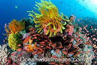 Colourful tropical reef scene, showing schooling Orange Fairy Basslets (Pseudanthias cf cheirospilos), sheltering amongst a reef with crinoid feather stars. A typical reef scene found throughout Indo Pacific, including the Great Barrier Reef.