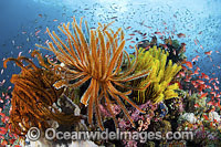 Colourful tropical reef scene, showing schooling Orange Fairy Basslets (Pseudanthias cf cheirospilos), feeding on plankton drifting through reef with crinoid feather stars. A typical reef scene found in Indo Pacific, including the Great Barrier Reef.