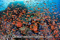 Colourful tropical reef scene, showing countless schooling Orange Fairy Basslets (Pseudanthias cf cheirospilos), feeding on plankton drifting through a coral reef. A typical reef scene found throughout Indo Pacific, including the Great Barrier Reef