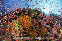 Colourful tropical reef scene, showing schooling countless Orange Fairy Basslets (Pseudanthias cf cheirospilos), feeding on plankton drifting through reef with crinoid feather stars. Typical reef scene found in Indo Pacific, including Great Barrier Reef.