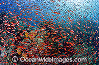 Colourful tropical reef scene, showing countless schooling Orange Fairy Basslets (Pseudanthias cf cheirospilos), feeding on plankton drifting through a coral reef. A typical reef scene found throughout Indo Pacific, including the Great Barrier Reef.