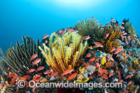 Colourful tropical reef scene, showing schooling Orange Fairy Basslets (Pseudanthias cf cheirospilos), sheltering amongst a reef with crinoid feather stars. A typical reef scene found throughout Indo Pacific, including the Great Barrier Reef.