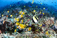 Reef scene comprising of Brown Butterflyfish (Chaetodon kleinii), a single Moorish Idol (Zanclus cornutus), schooling Blue Triggerfish (Odonus niger) and a single Goatfish, all foraging for food amonst a coral reef. Anilao, Philippines. Coral Triangle.
