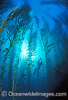 Scuba Diver exploring Giant Kelp (Macrocystis pyrifera) forest. Also known as Strap Kelp. Tasman Peninsula, Tasmania, Australia