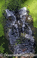 Head detail of 6m Estuarine Crocodile (Crocodylus porosus) covered in duck weed. Also known as Saltwater Crocodile. North Queensland, Australia