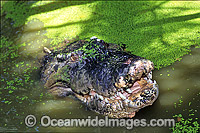 Head detail of 6m Estuarine Crocodile (Crocodylus porosus) covered in duck weed. Also known as Saltwater Crocodile. North Queensland, Australia