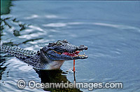 Estuarine Crocodile (Crocodylus porosus) feeding. Also known as Saltwater Crocodile. North Queensland, Australia