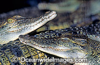 Juvenile Saltwater Crocodiles (Crocodylus porosus). Also known as Saltwater Crocodile. North Queensland, Australia