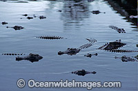 Estuarine Crocodiles (Crocodylus porosus). Also known as Saltwater Crocodile. North Queensland, Australia
