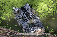 Head detail of 6m Estuarine Crocodile (Crocodylus porosus) in duck weed. Also known as Saltwater Crocodile. North Queensland, Australia