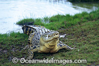 Estuarine Crocodile (Crocodylus porosus) feeding on fowl. Also known as Saltwater Crocodile. North Queensland, Australia