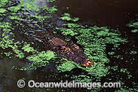 Estuarine Crocodile (Crocodylus porosus) in attack mode. Also known as Saltwater Crocodile. North Queensland, Australia