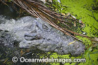 Estuarine Crocodile (Crocodylus porosus) covered in duck weed. Also known as Saltwater Crocodile. North Queensland, Australia
