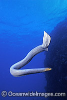 Olive Sea Snake (Aipysurus laevis). Also known as Golden Sea Snake. Great Barrier Reef, Queensland, Australia