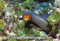 Olive Sea Snake (Aipysurus laevis). Also known as Golden Sea Snake. Great Barrier Reef, Queensland, Australia