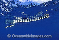 Banded Sea Snake (Laticauda colubrina) on ocean surface. Also known as Banded Sea Krait. Indo-Pacific