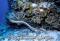 Olive Sea Snake (Aipysurus laevis) searching for prey. Also known as Golden Sea Snake. Great Barrier Reef, Queensland, Australia